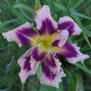 I'ma Little Extra Daylily